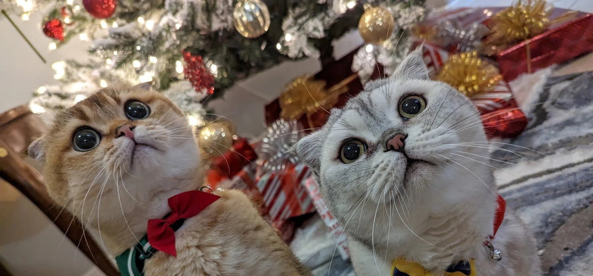 2024 Holiday Shipping Deadlines - Pawsonify