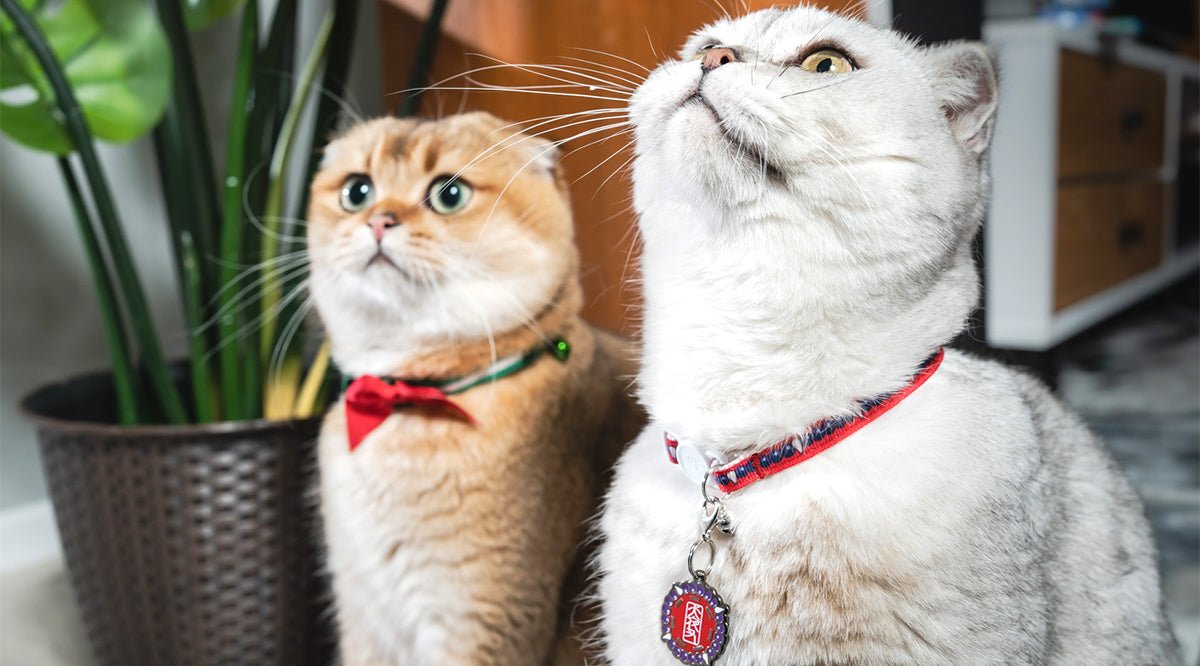 Kagome & Sesshomaru Delay - Pawsonify