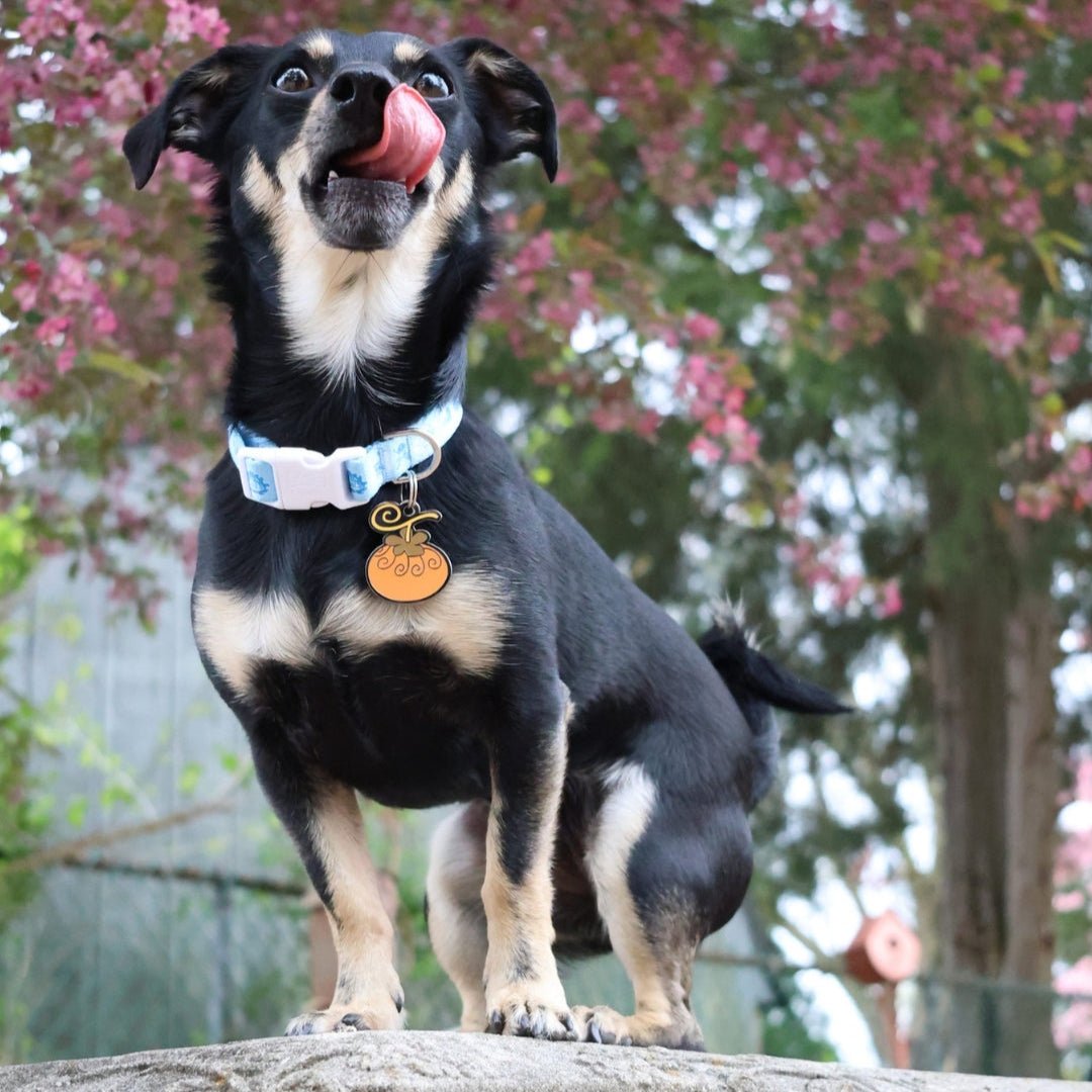 Dog-Dog Fruit, Model: Okuchi-no-Makami Pet Tag - Pawsonify