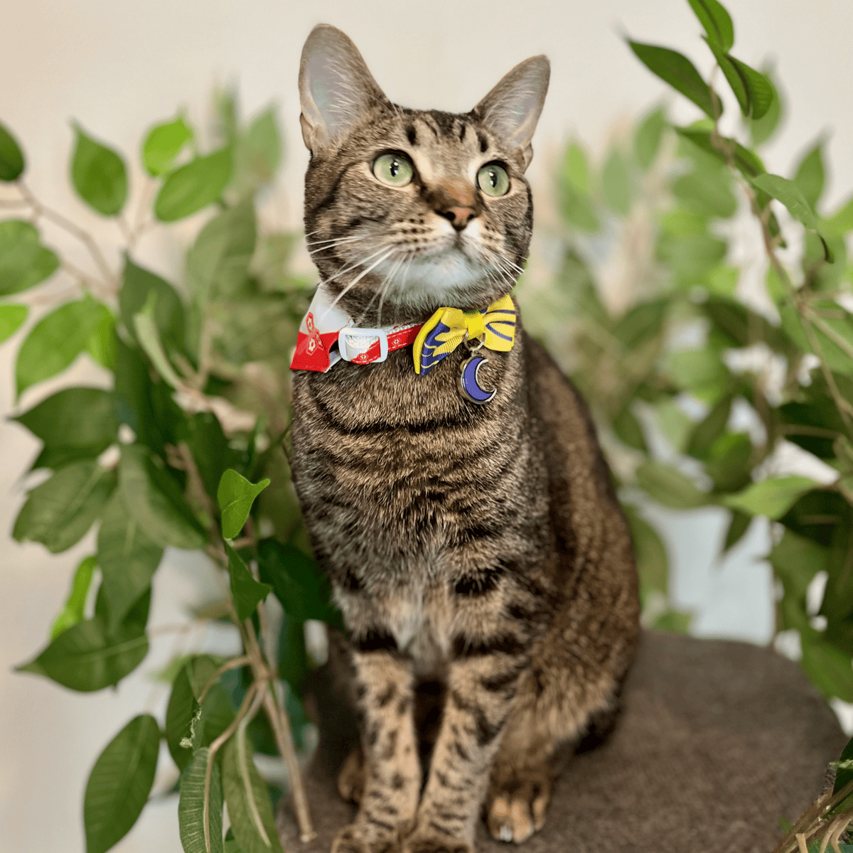 Sesshomaru Collar - Pawsonify