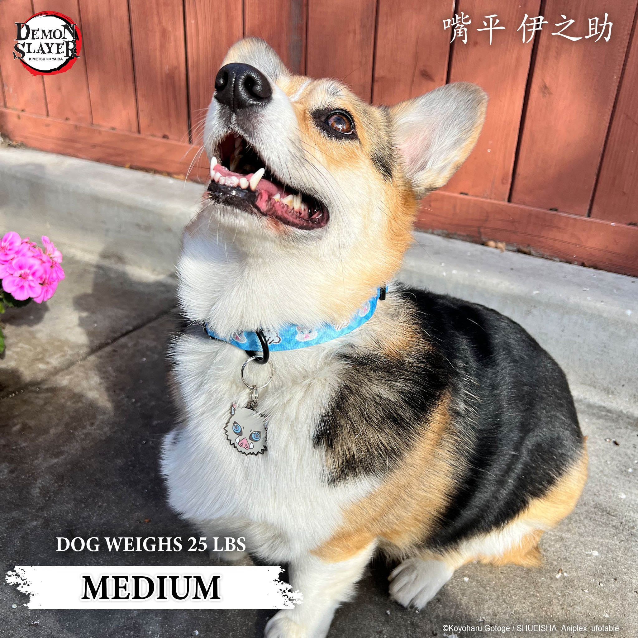 【Pre-Order】Inosuke Hashibira Collar