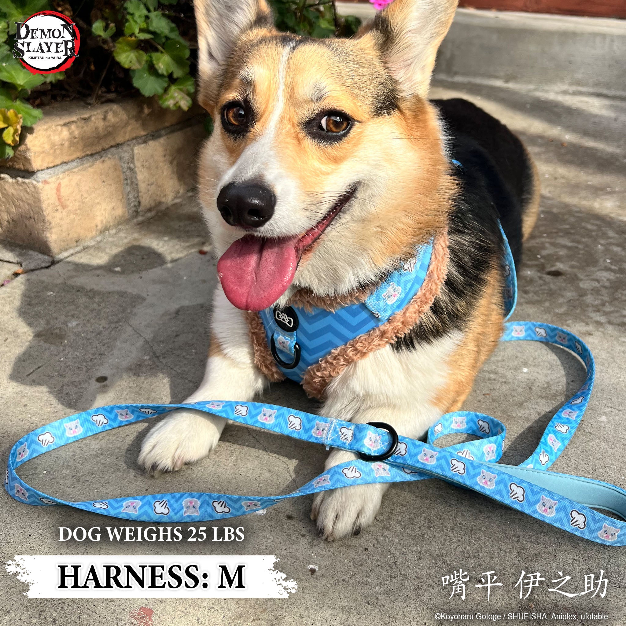 【Pre-Order】Dog Four Piece Bundle - Inosuke