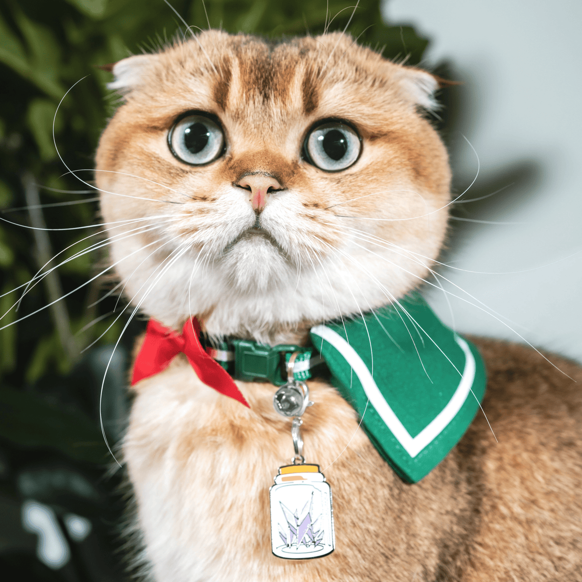 Kagome Collar - Pawsonify