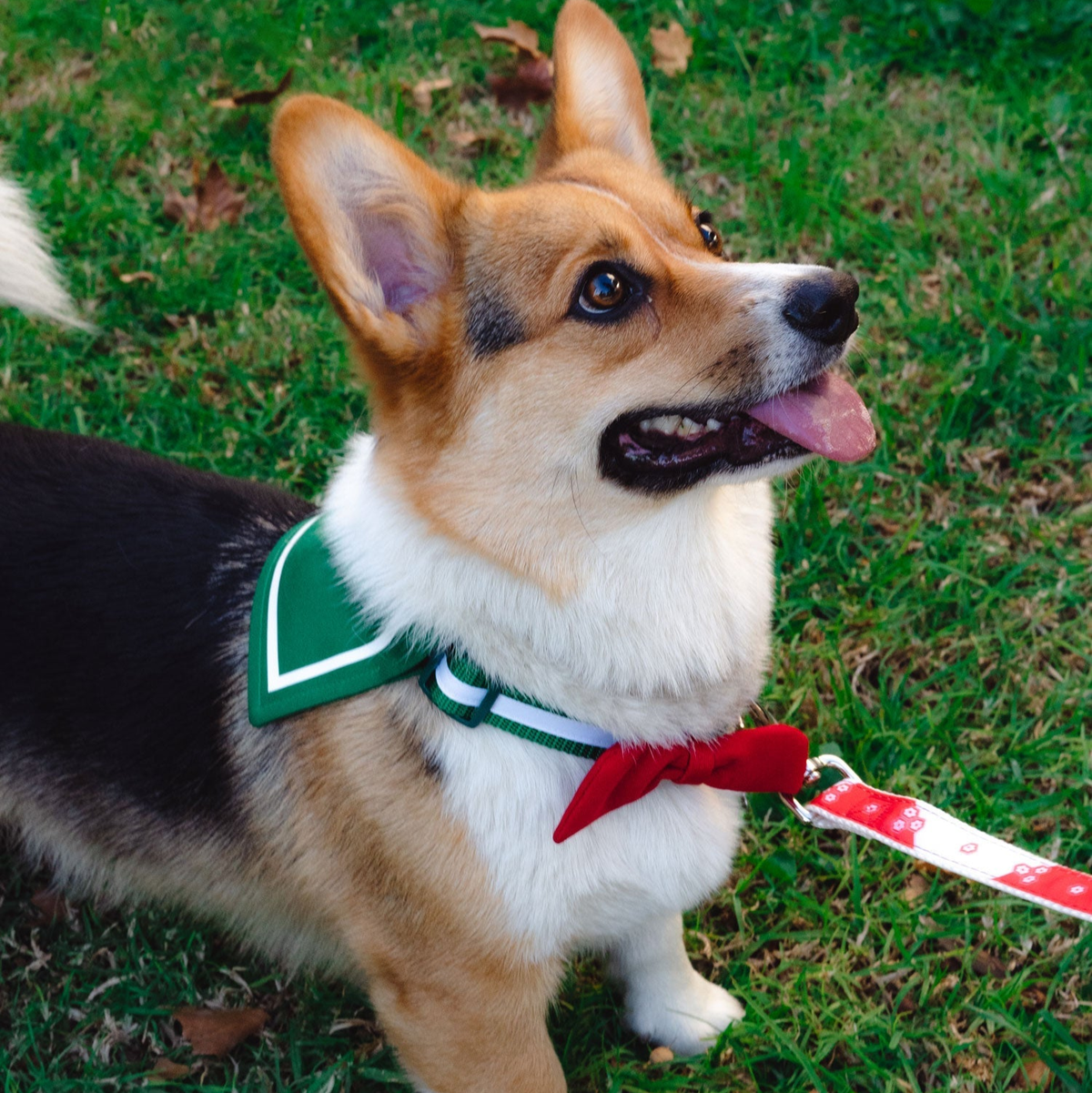 Kagome Collar - Pawsonify