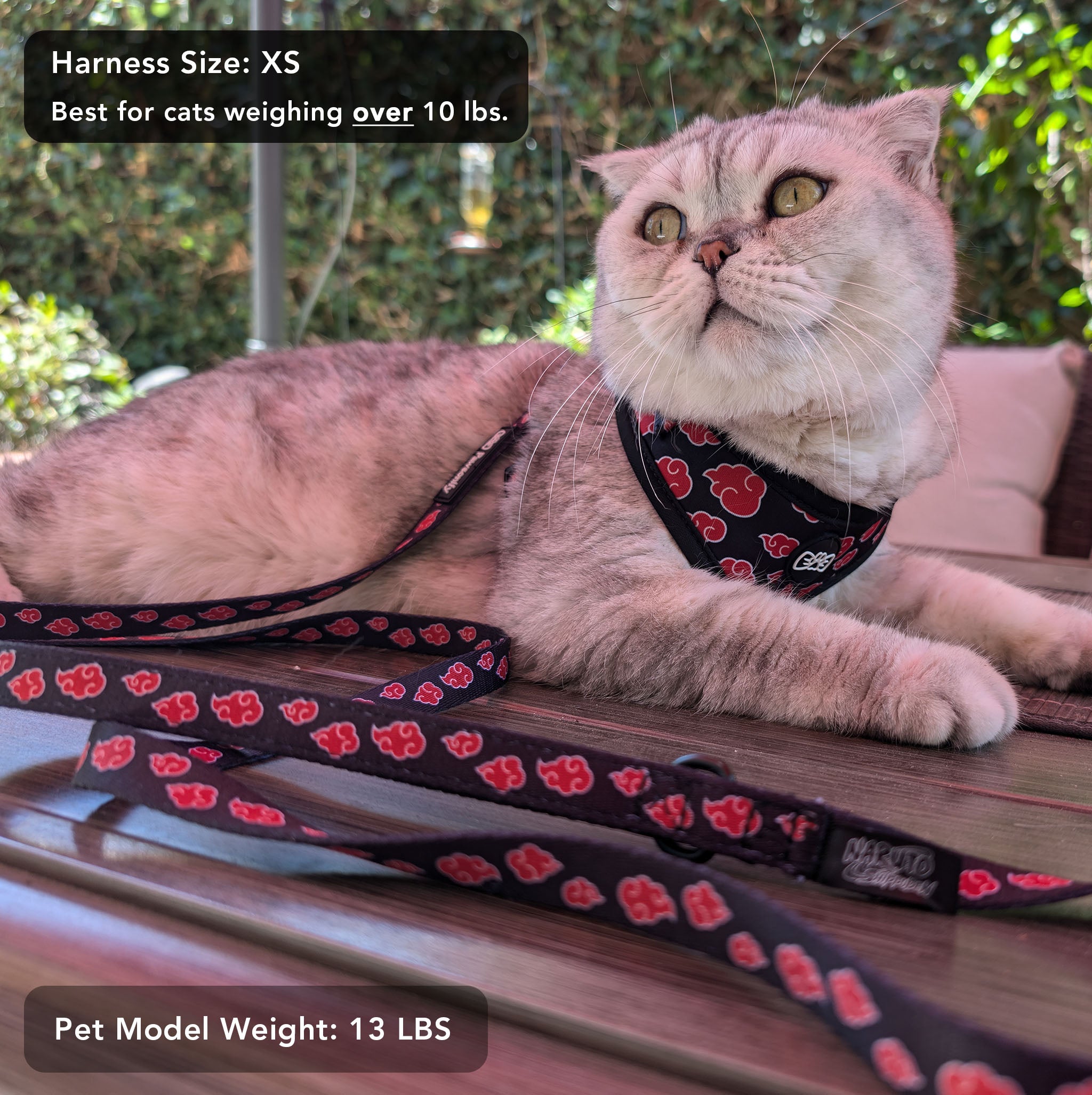 Cat wearing a Pawsonify XS Akatsuki Harness, showcasing the fit for slightly larger pets. #size_XS