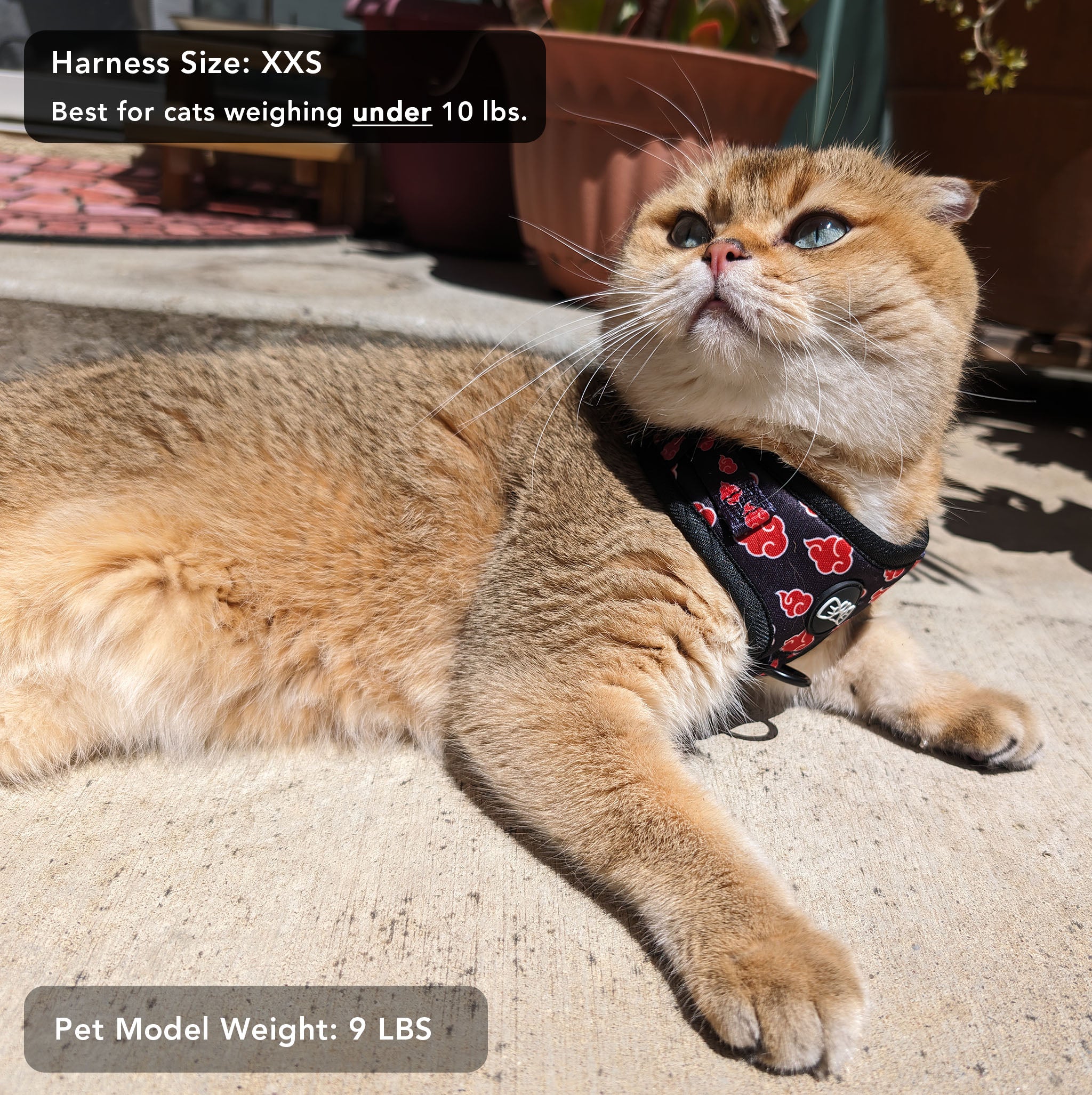 Cat wearing a Pawsonify XXS Akatsuki Harness, showcasing the fit for smaller pets. #size_XXS