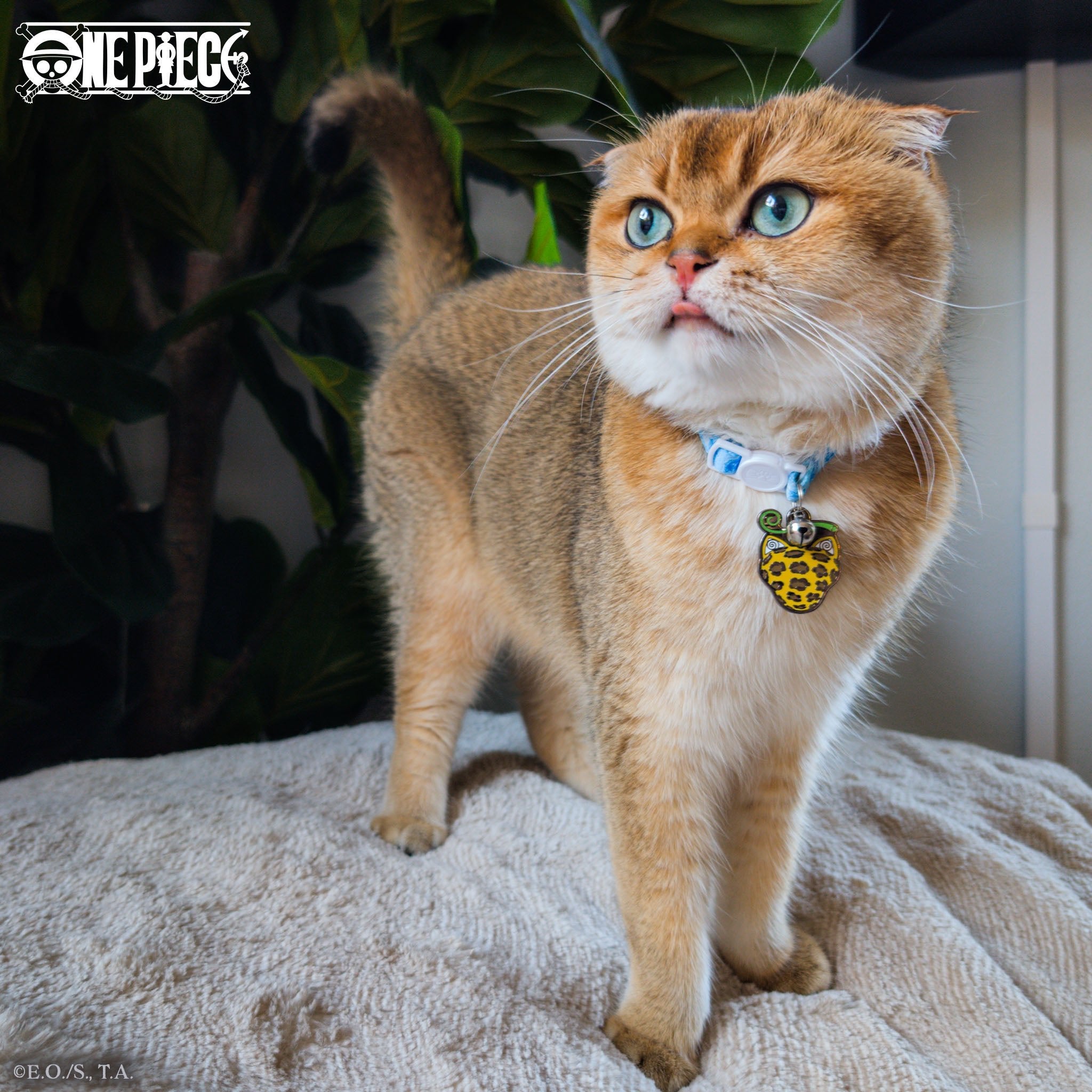 Cat-Cat Fruit: Model Leopard Pet Tag - Pawsonify
