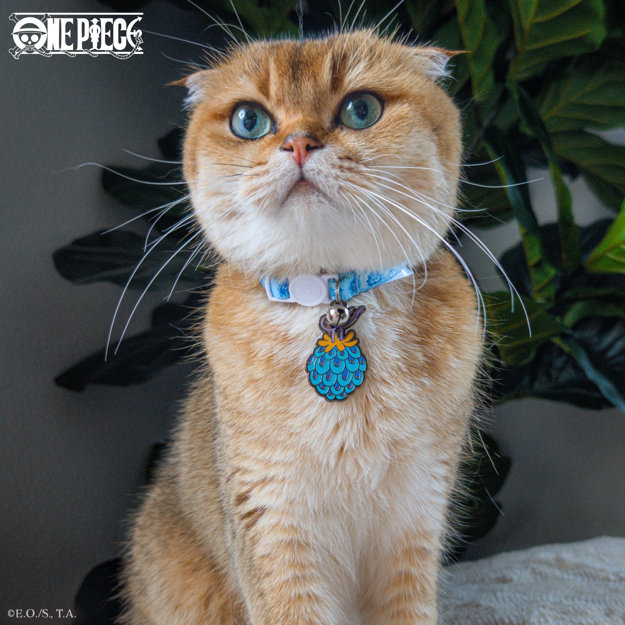 Fish-Fish Fruit: Model: Azure Dragon Pet Tag - Pawsonify