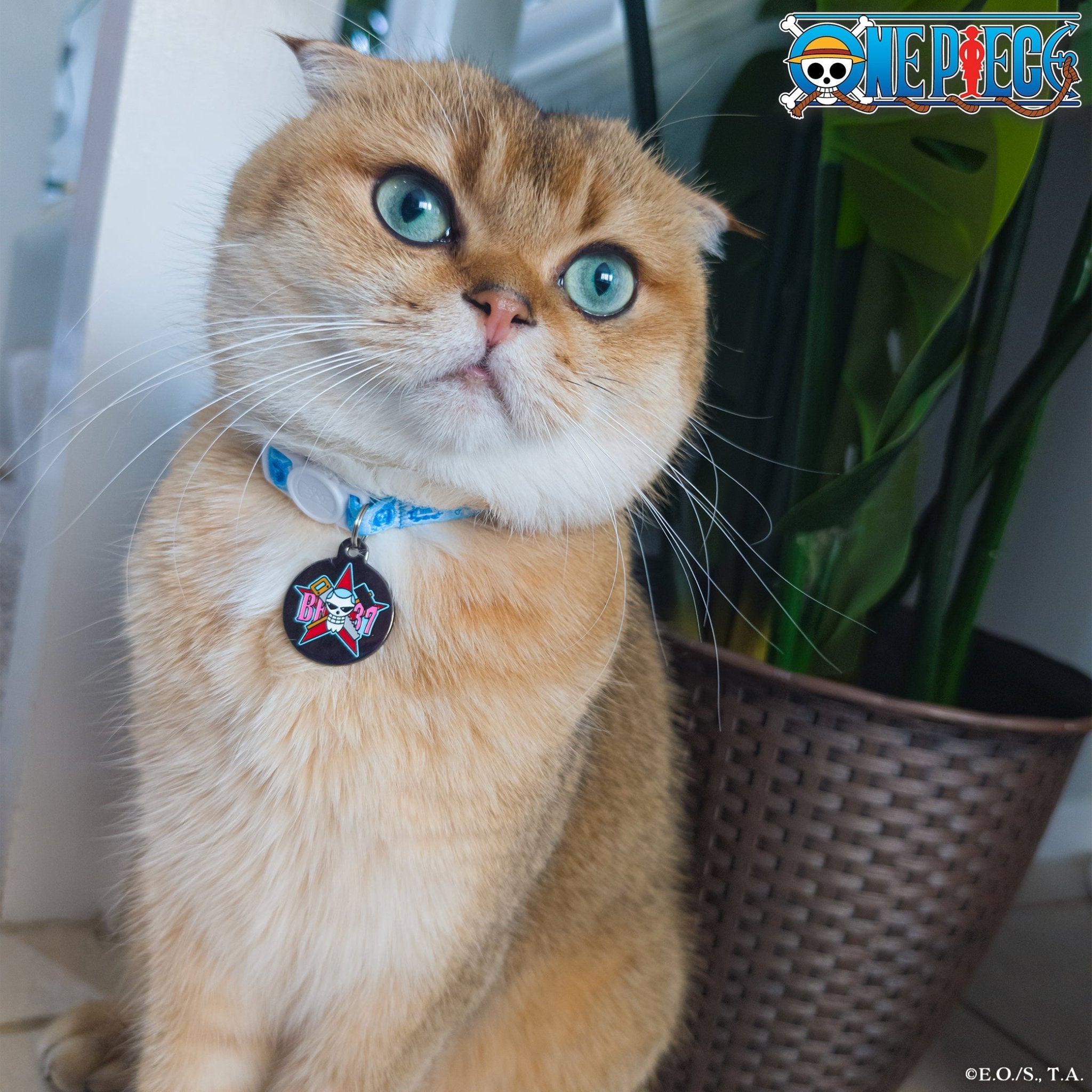 【 Select Seconds】Franky Pet Tag - Pawsonify