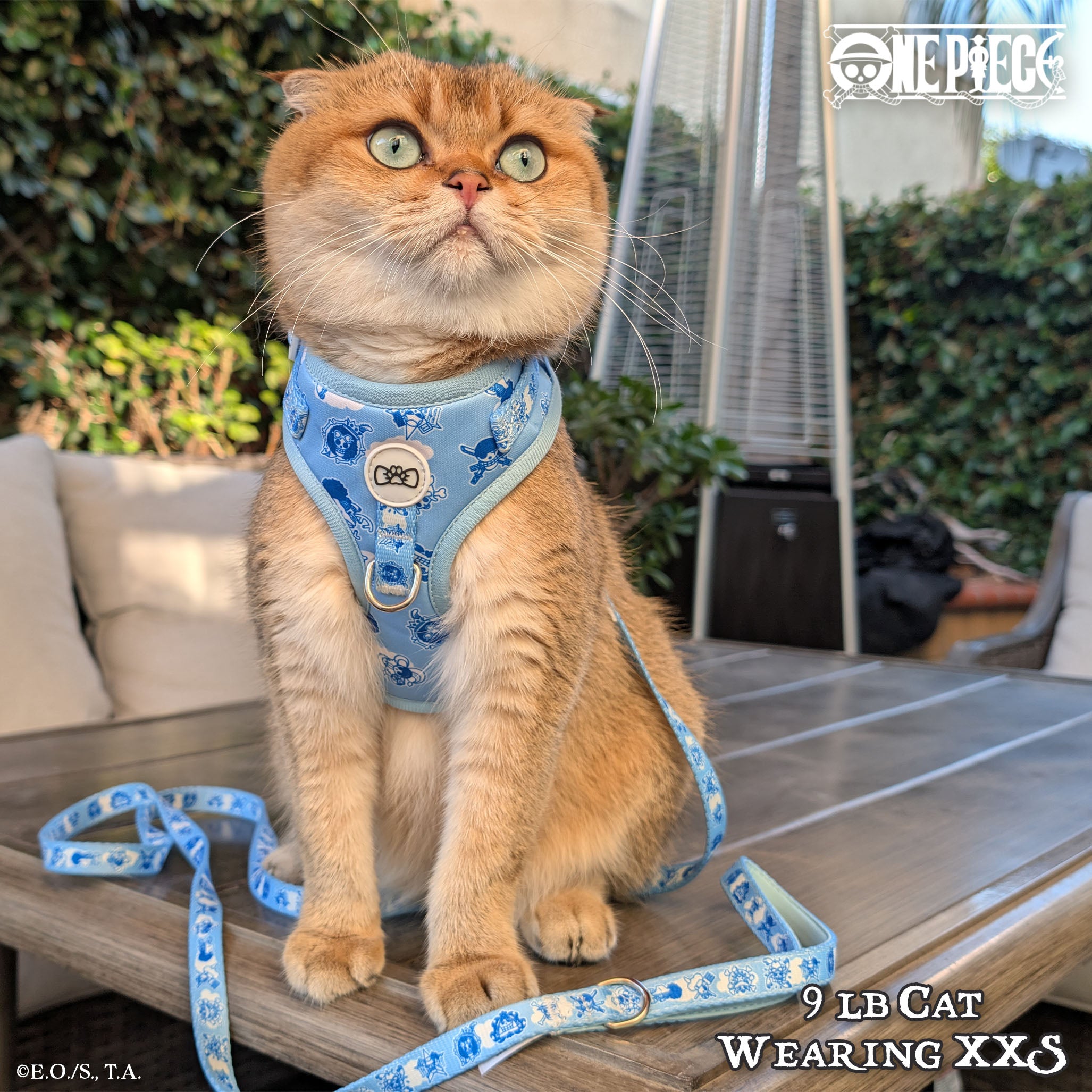 【 Pre-Order】New World Harness