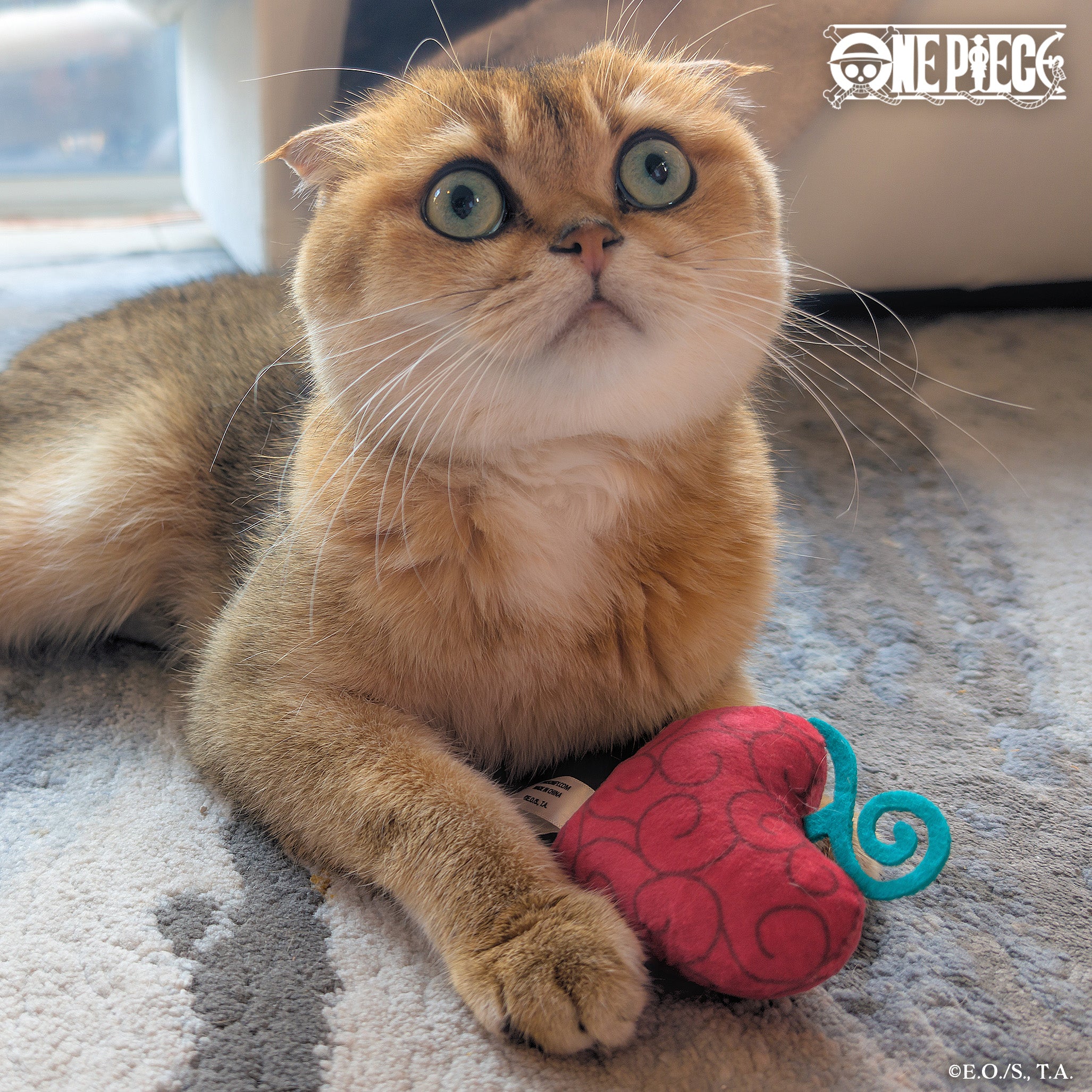 Cat next to One Piece Op-Op Fruit cat toy, showing toy’s small, plush size with red heart shape for scale comparison.