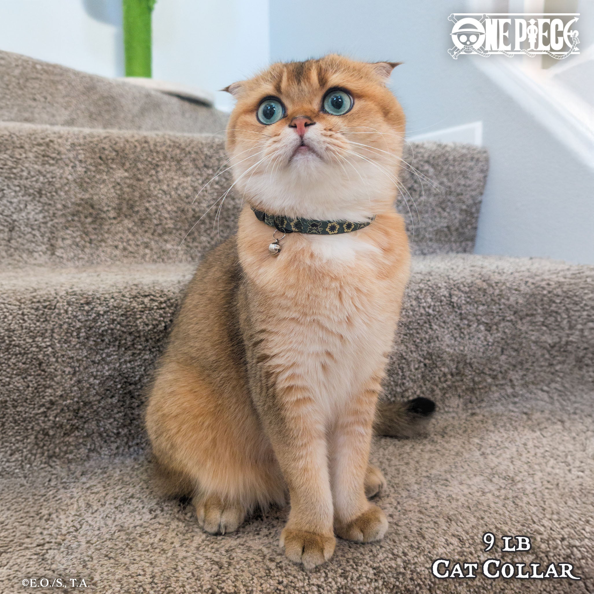 Roronoa Zoro (Wano Arc) Collar