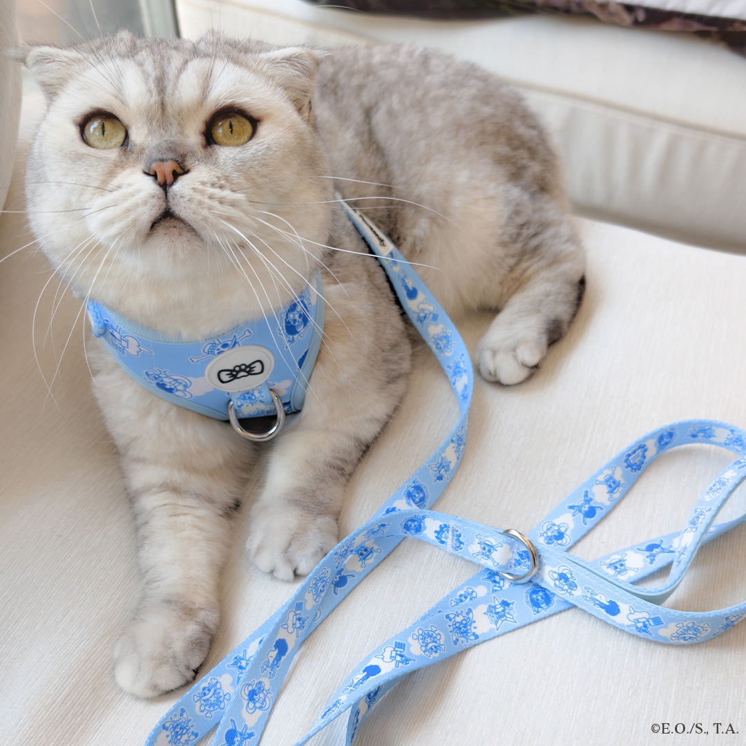 Grey cat wearing the One Piece New World Harness with Straw Hat Jolly Roger symbols.