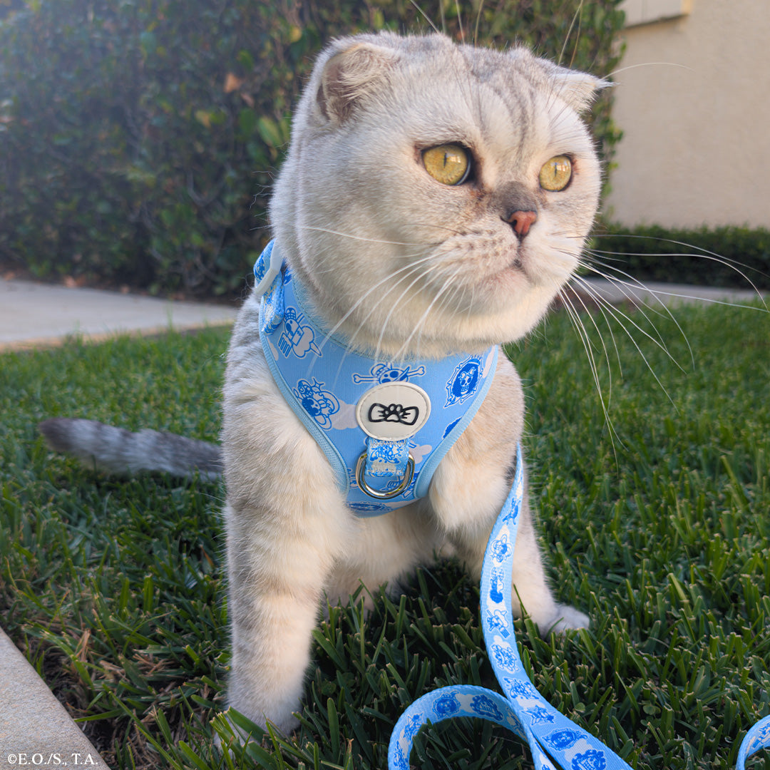 Grey cat wearing the One Piece New World Harness with Straw Hat Jolly Roger symbols.