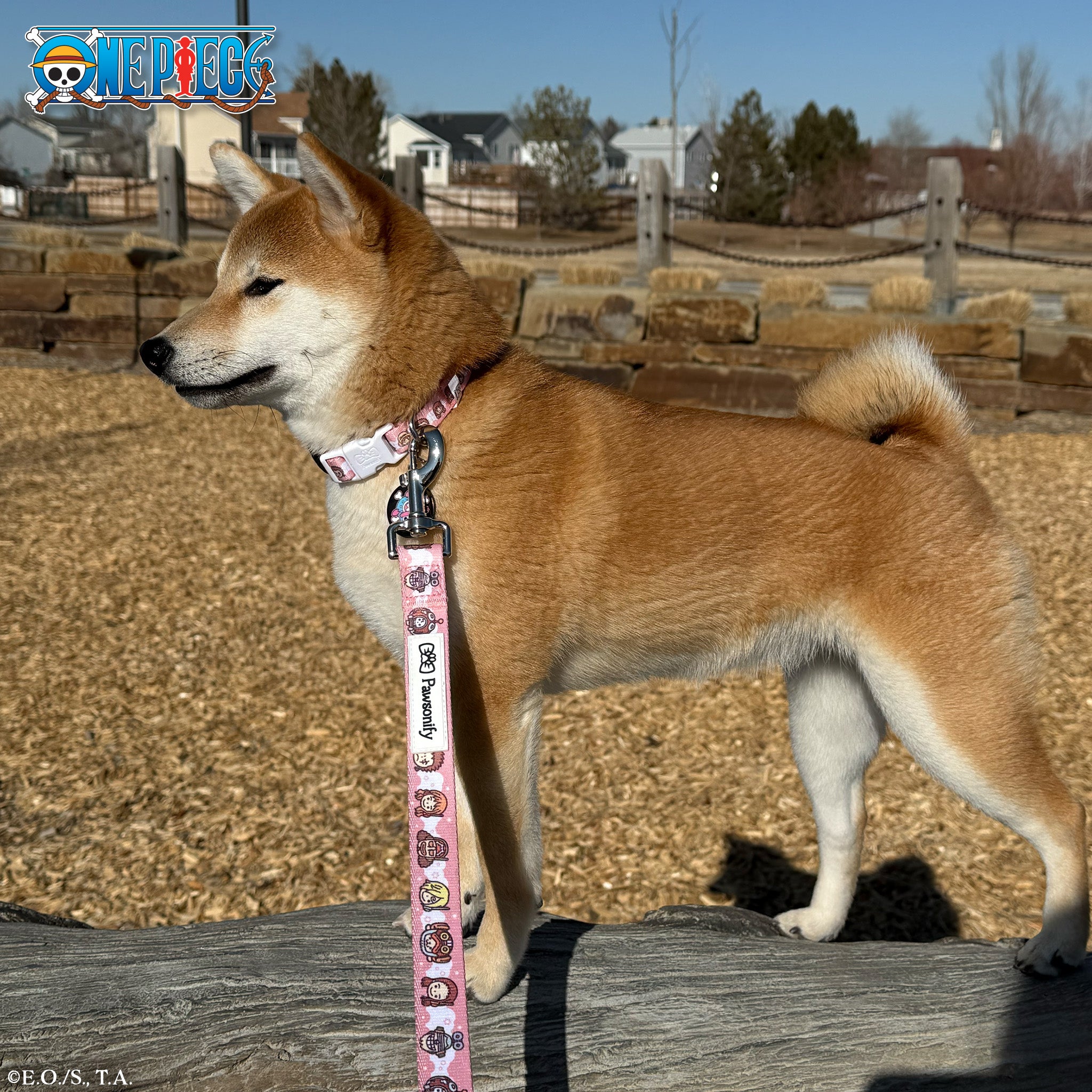 Future Island Egghead Leash