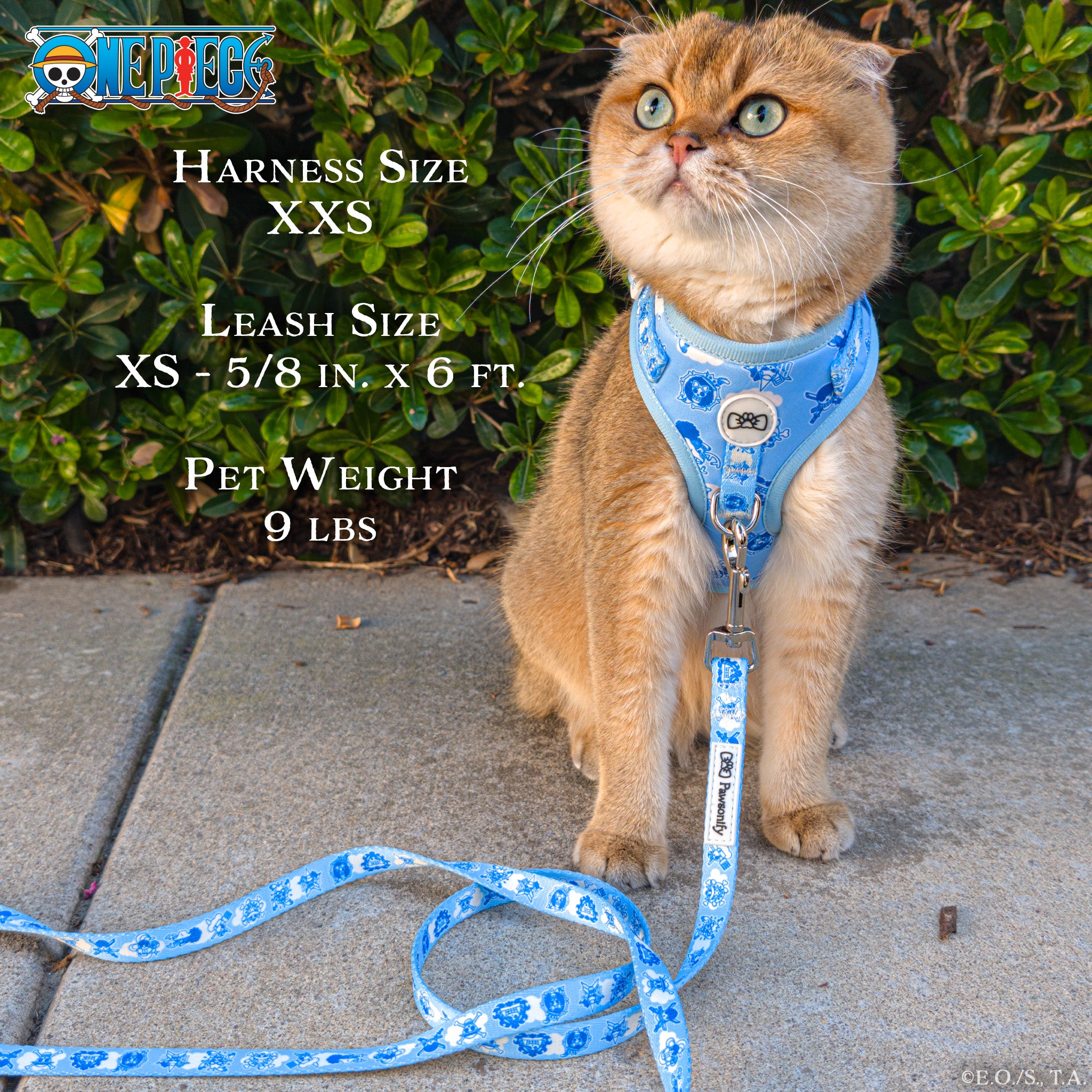 Cat wearing One Piece New World Harness (XXS) & Leash (XS)