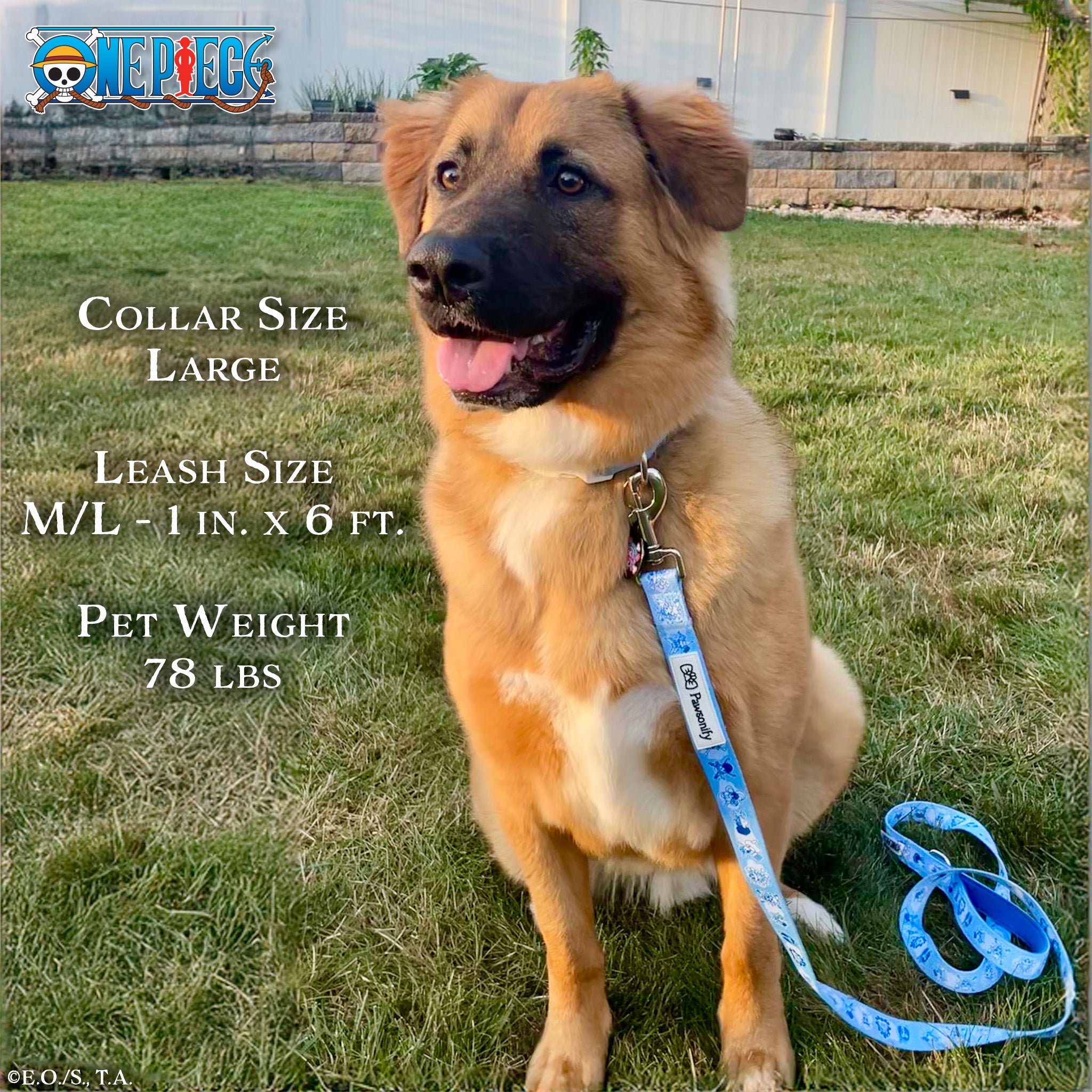 Dog wearing One Piece New World Leash