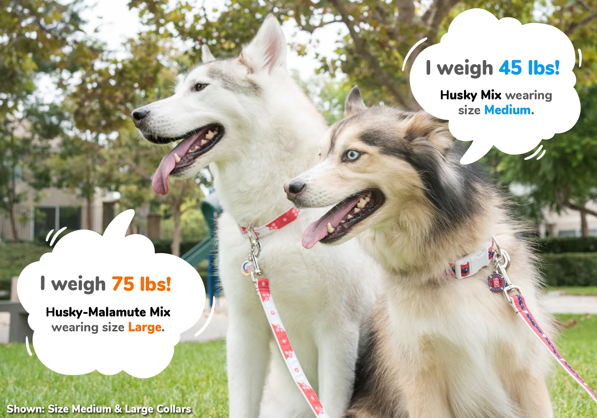 Pawsonify dog collar sizing guide for Huskies on desktop view, showing recommended sizes and measurements to help choose the best fit.
