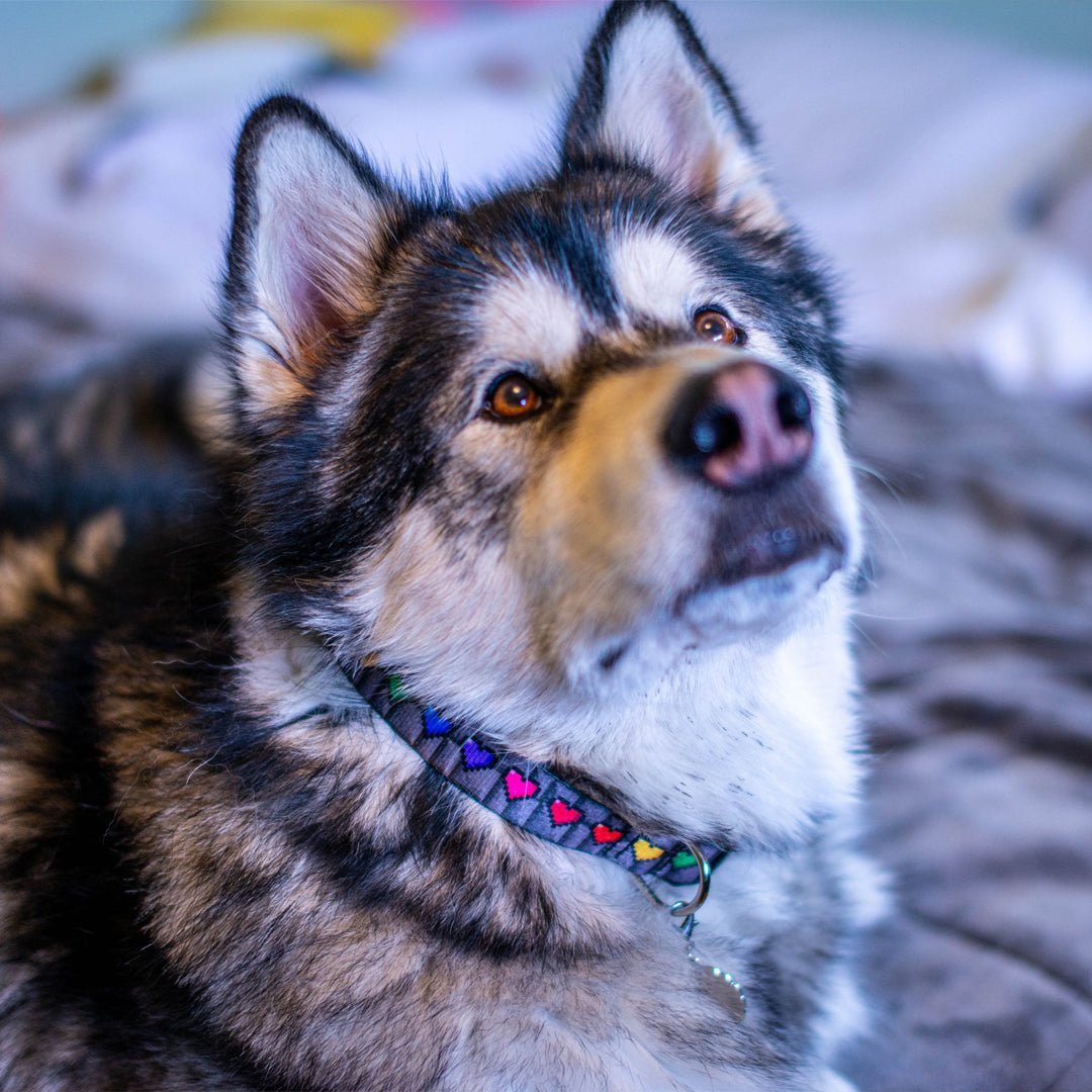 8-Bit Adventure Collar - Pawsonify