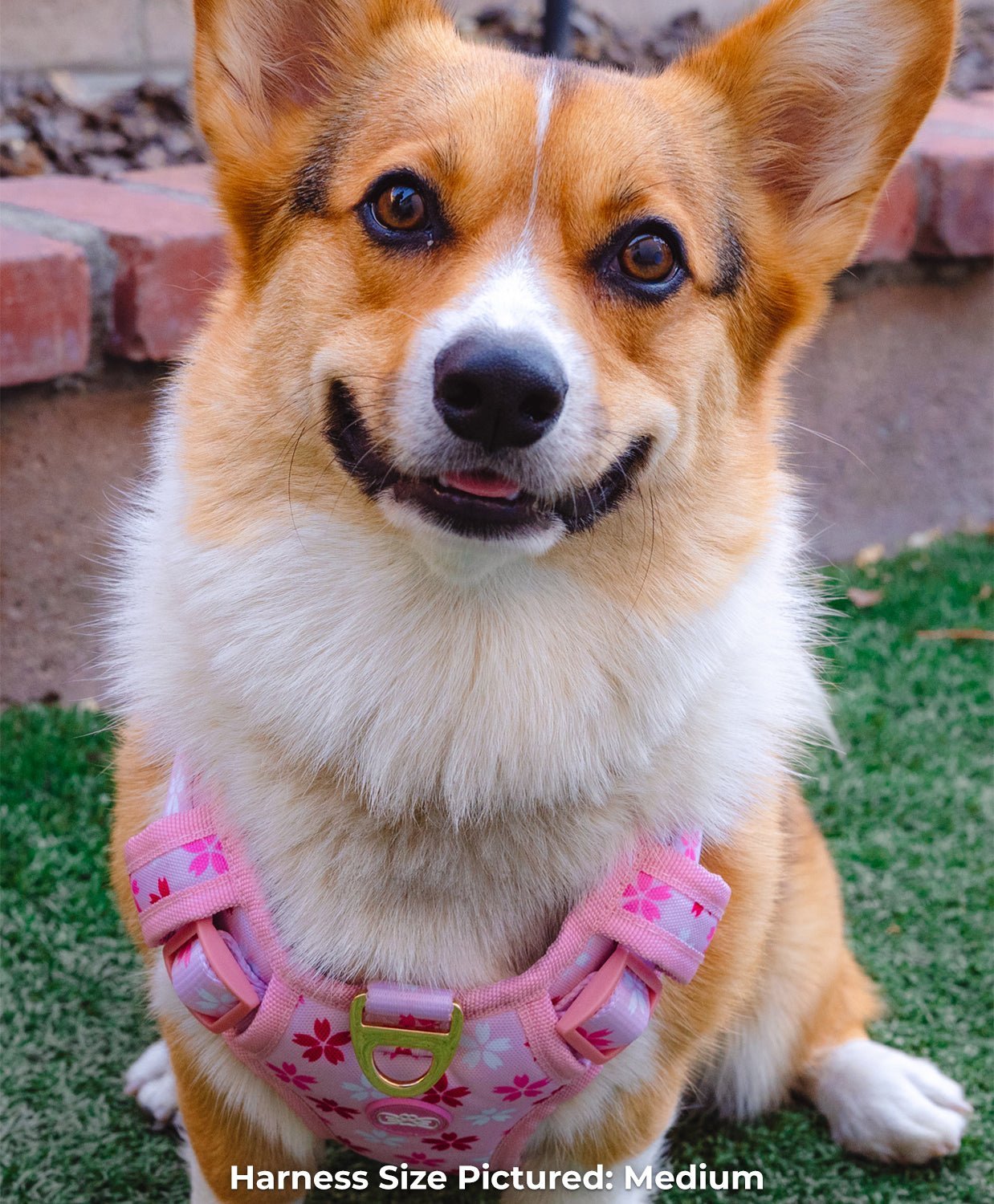 【 Select Seconds】Cherry Blossom Harness - Pawsonify
