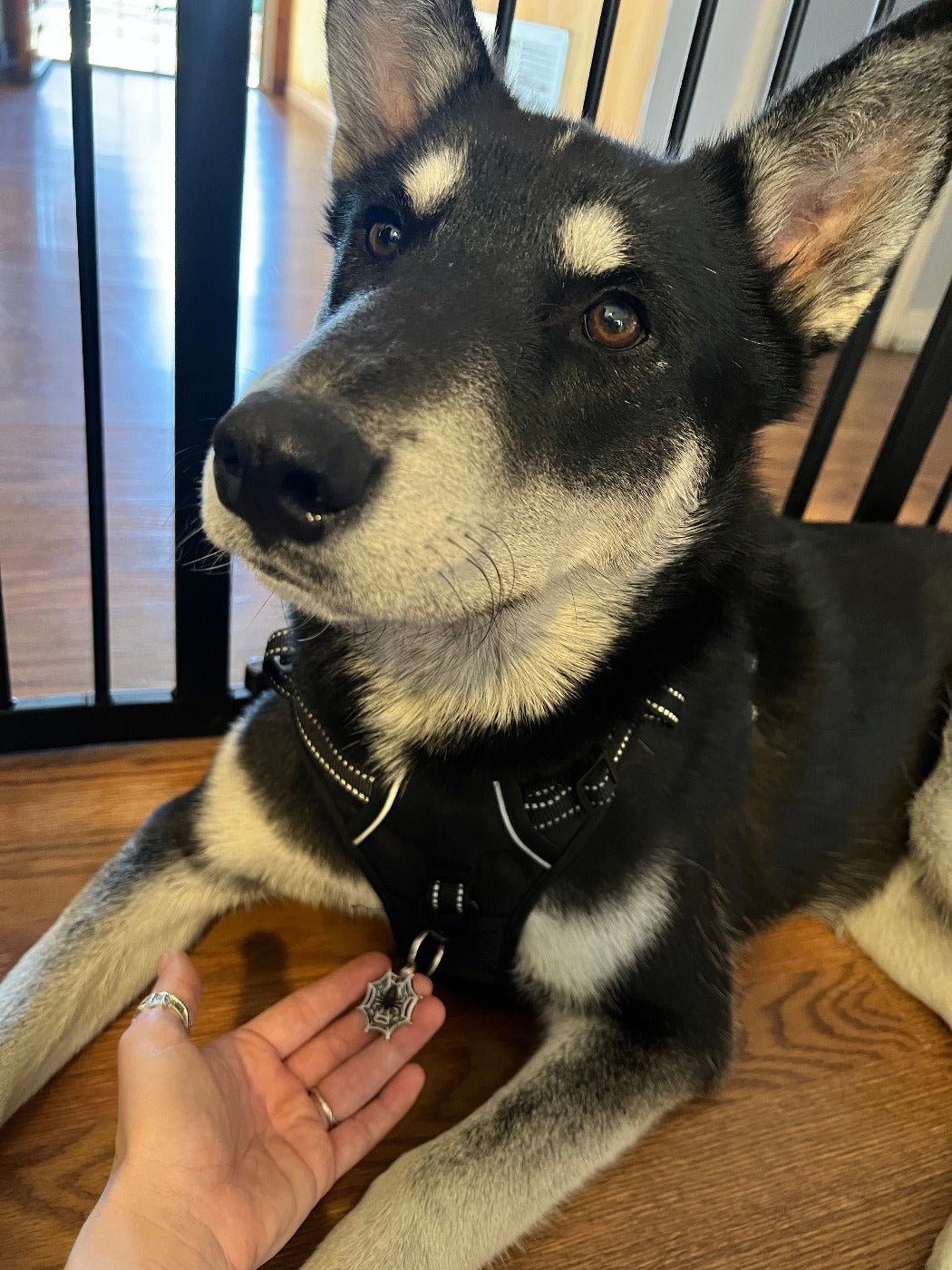 【 Select Seconds】 Black Widow Spider Pet Tag - Pawsonify