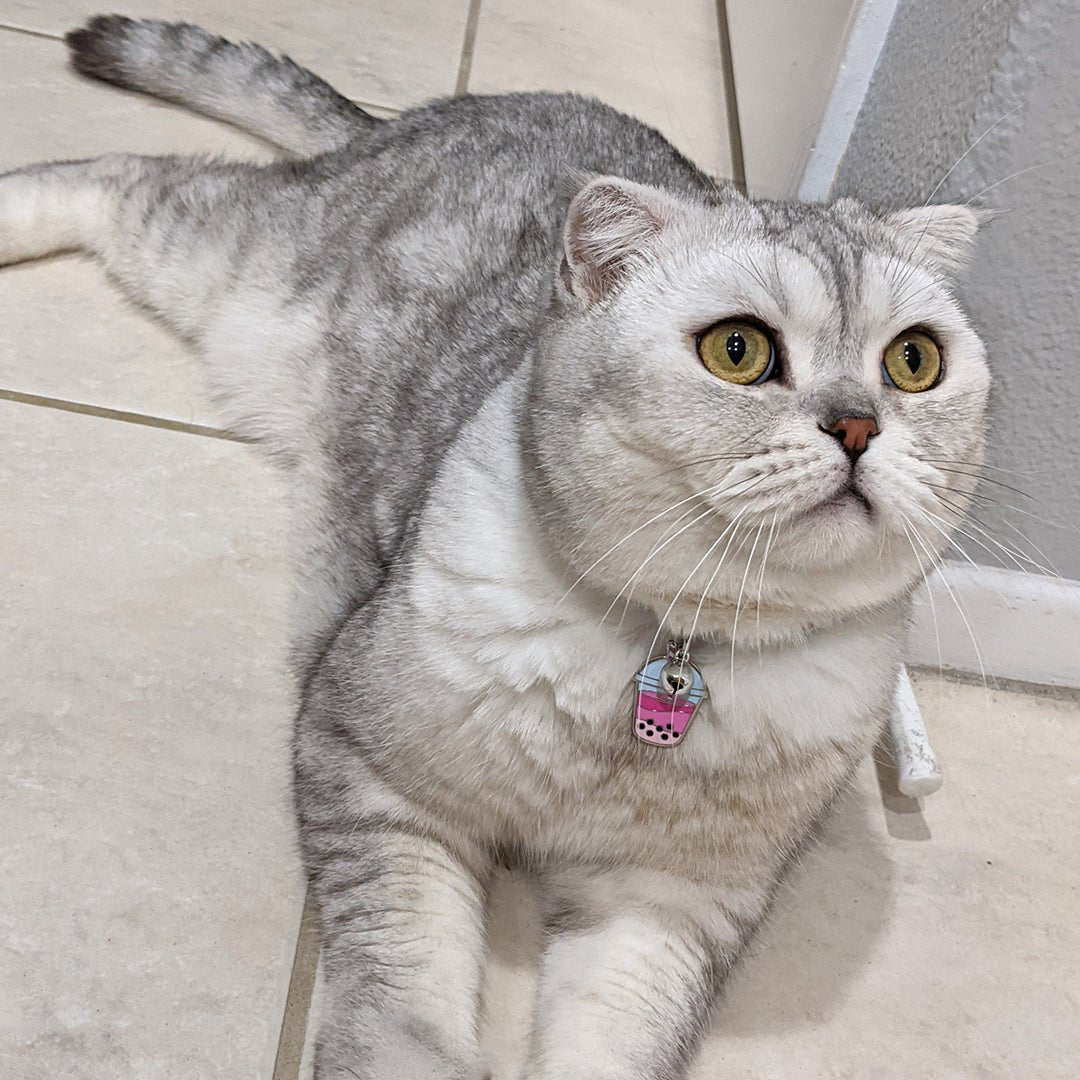 Boba Pet Tag on a Cat