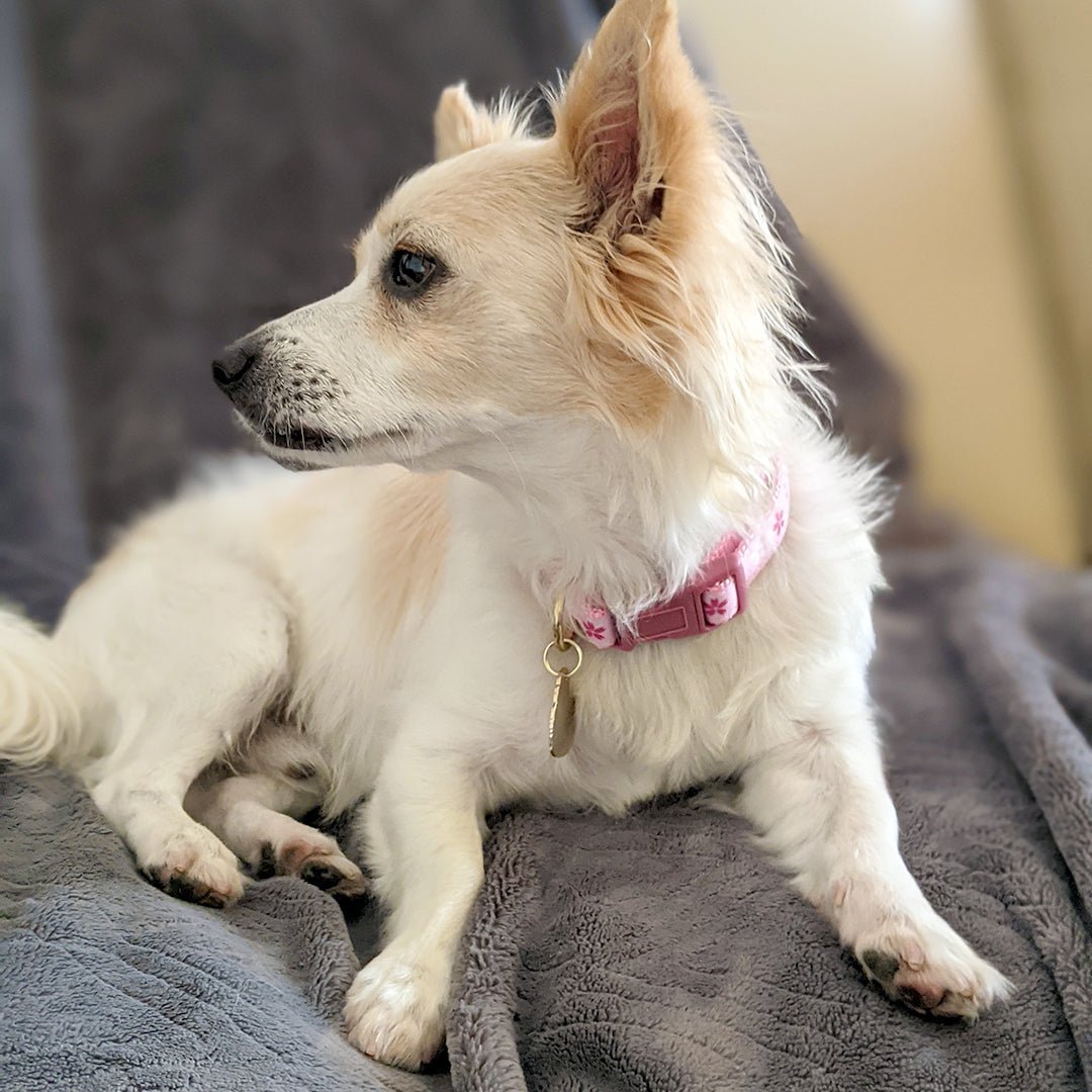 Cherry Blossom Collar - Pawsonify