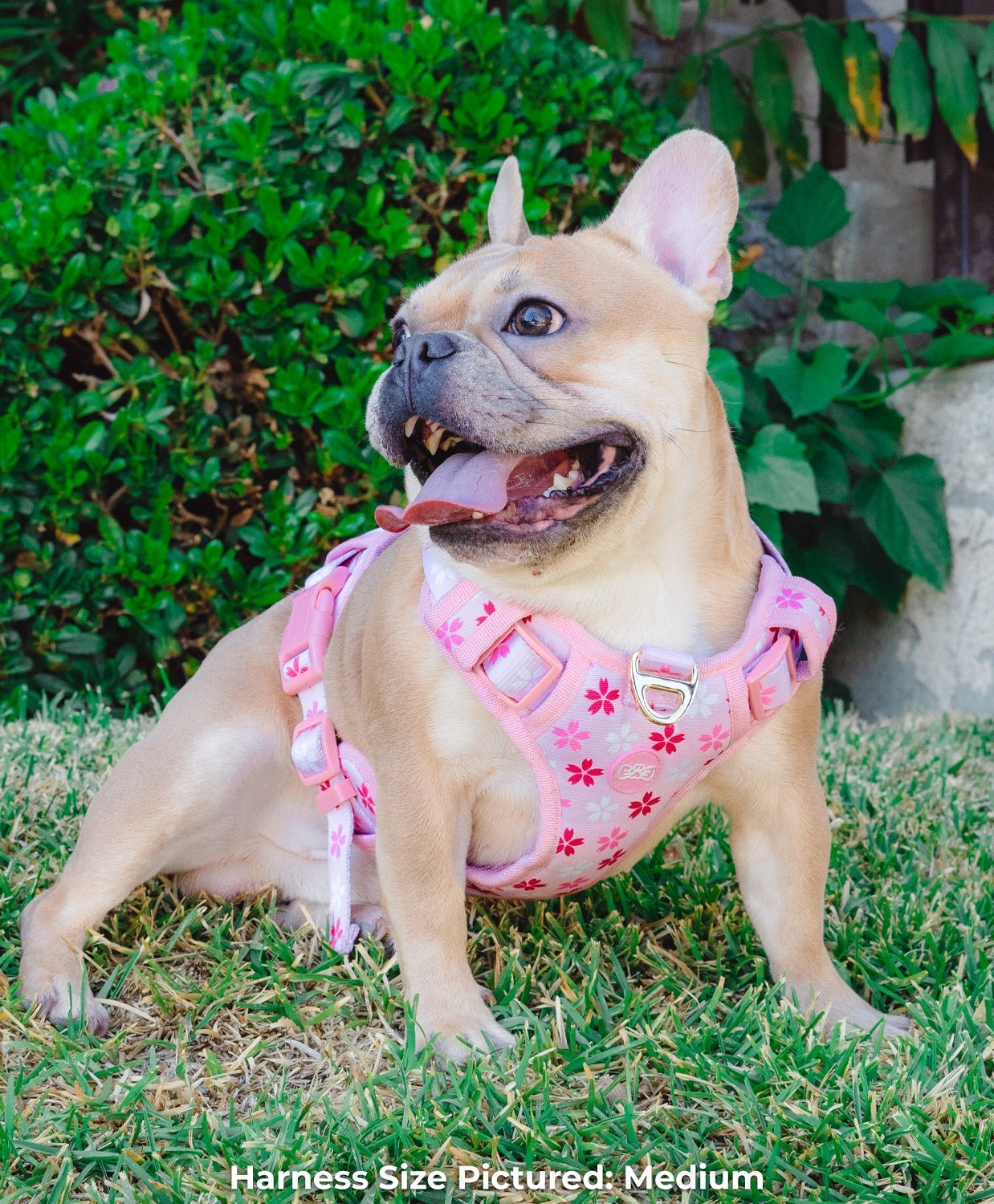 Cherry Blossom Dog Harness - Pawsonify