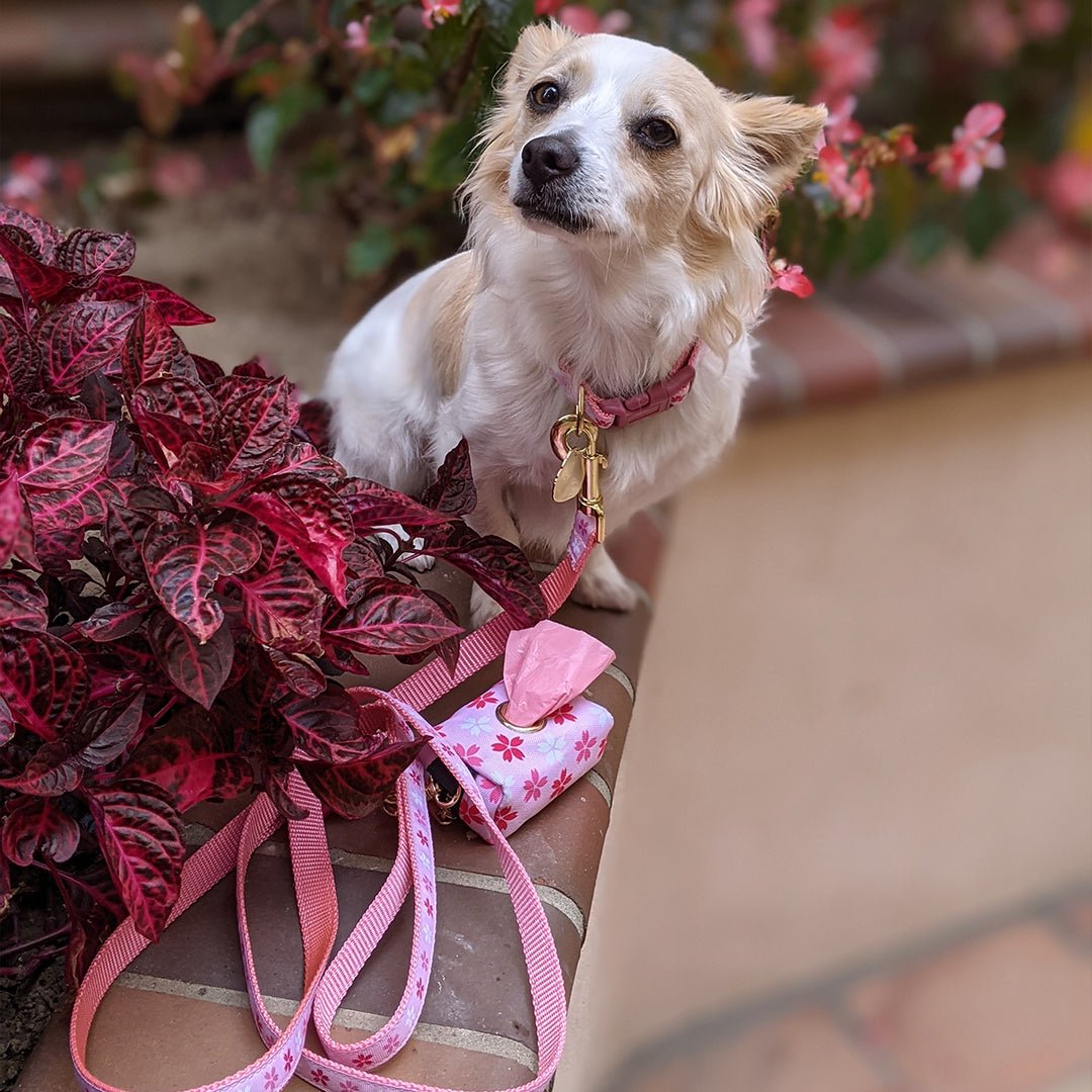 Cherry Blossom Leash