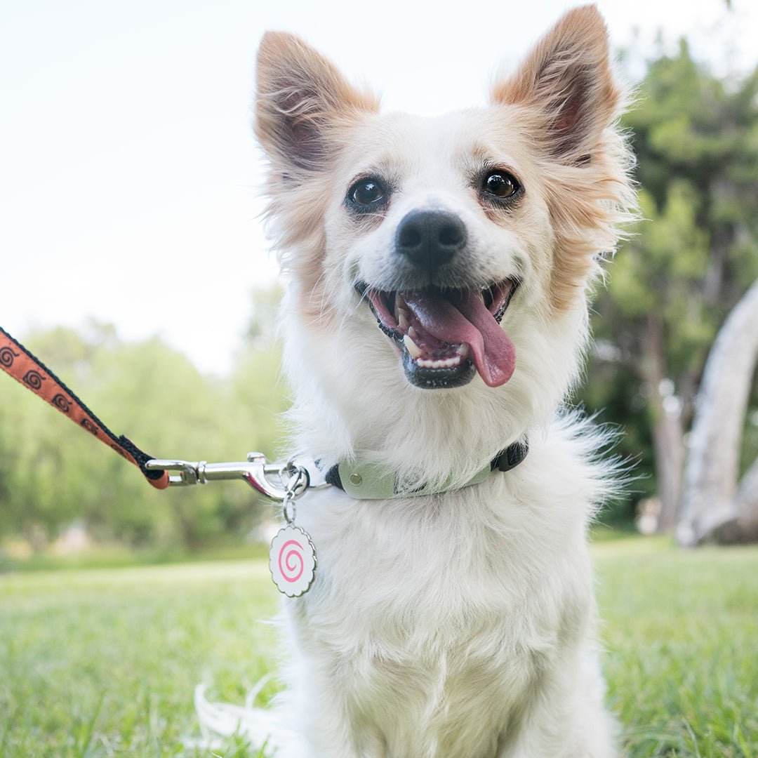 Naruto Fishcake Pet Tag on a Small Dog