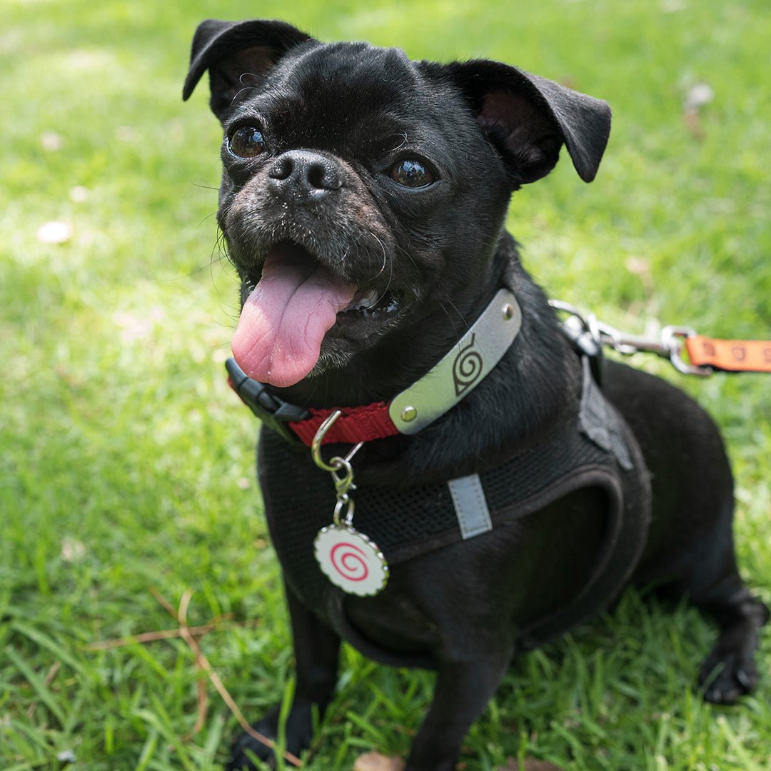 Naruto Fishcake Pet Tag on a Pug