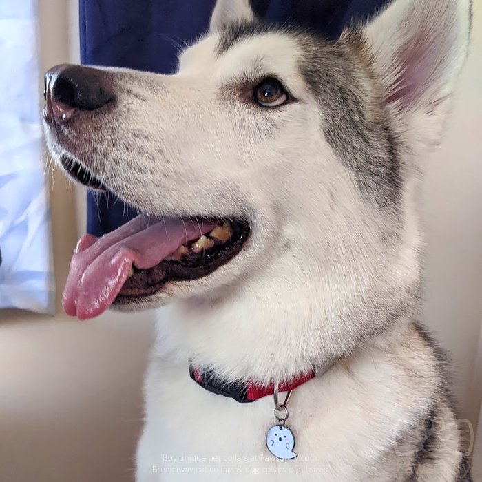 Durable Pawsonify Ghost Pet Tag in dog size, shown on a dog collar