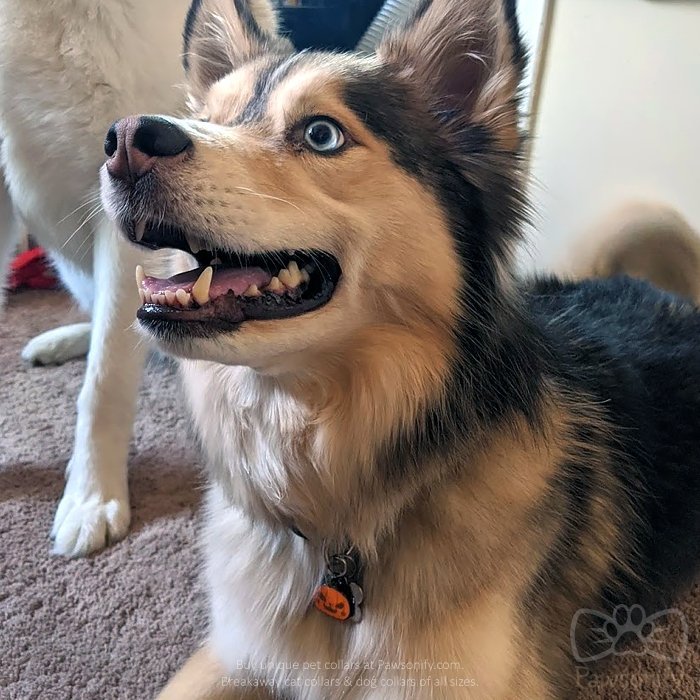 Pumpkin Pet Tag - Pawsonify