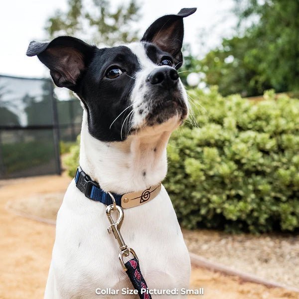 Rogue Leaf Ninja Collar - Pawsonify