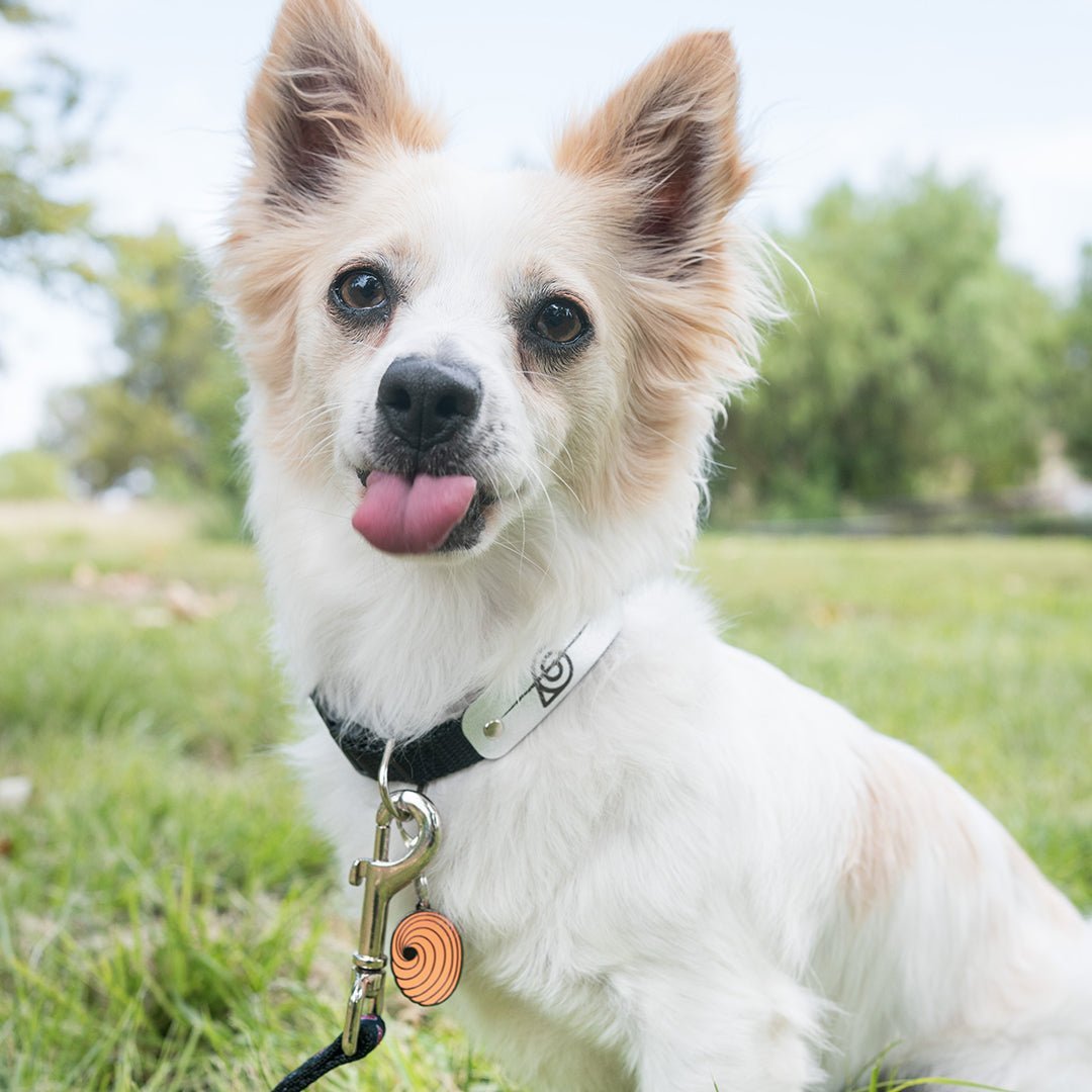 Tobi Pet Tag - Pawsonify