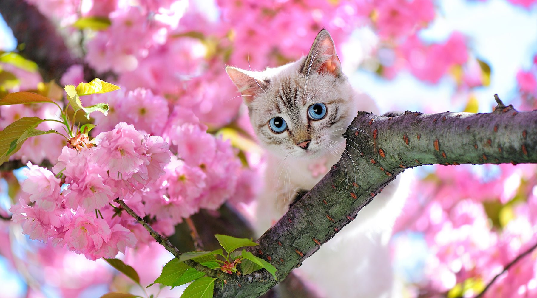 Sakura Collection - Pawsonify