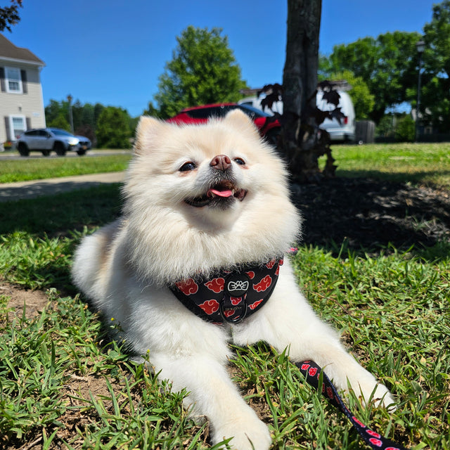 Mochi, a Pomeranianwearing Pawsonify
