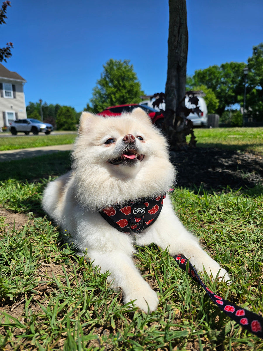 Mochi
