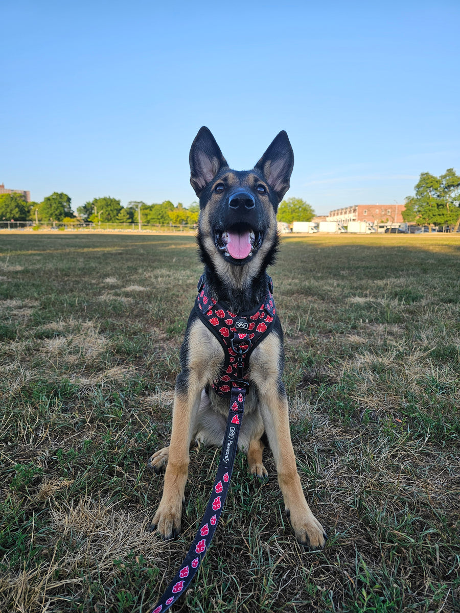 Freyja