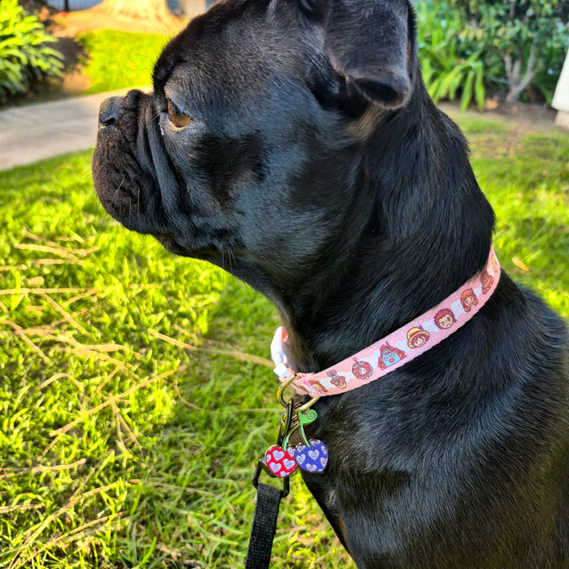 Boa, a Pugwearing Pawsonify