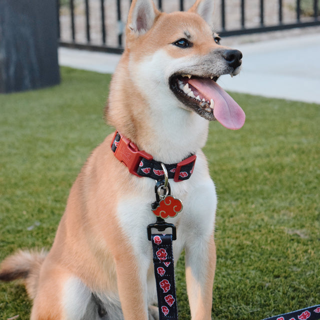 Asa, a Shiba Inuwearing Pawsonify