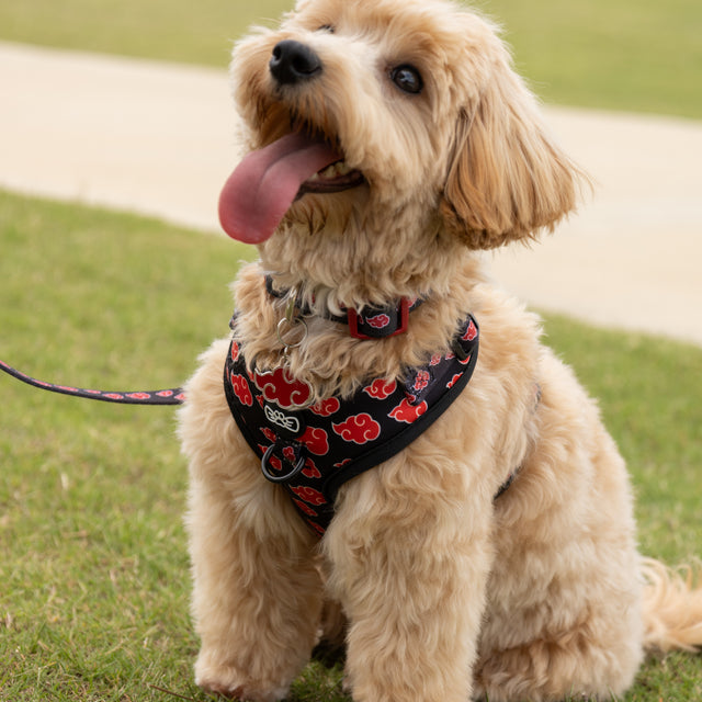 Eevee, a Cockapoo (Miniature)wearing Pawsonify
