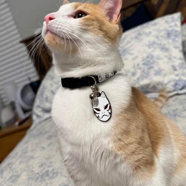 Kakashi, a Cat (Adult)wearing Pawsonify