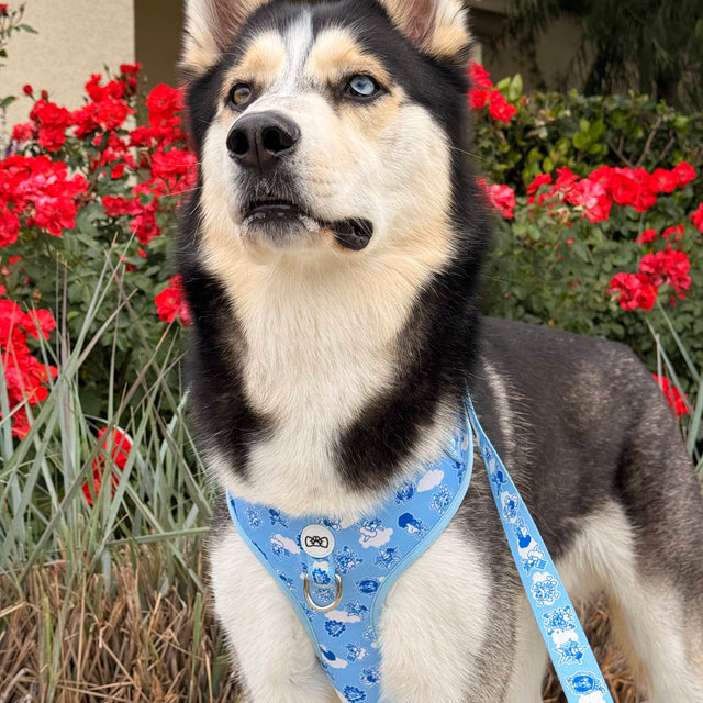 Riku, a Huskywearing Pawsonify
