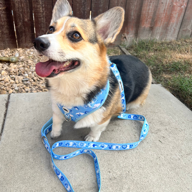Nori, a Corgiwearing Pawsonify