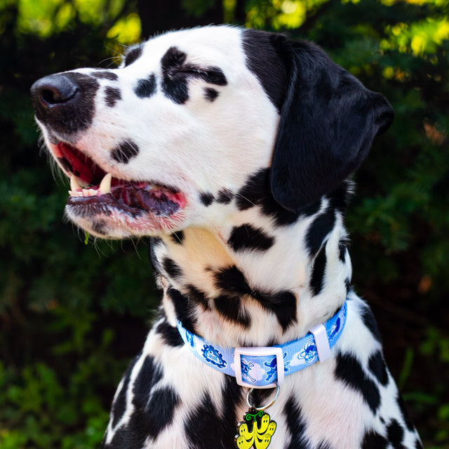 Katana, a Dalmatianwearing Pawsonify