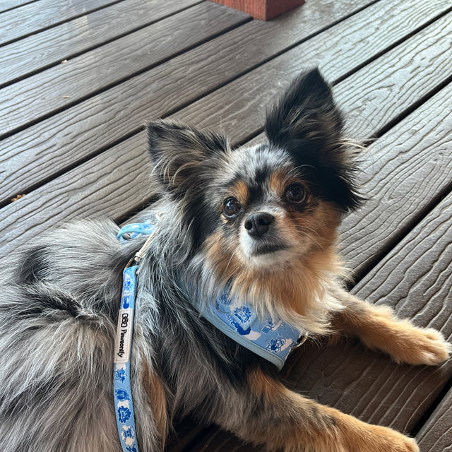 Jett, a Pomeranianwearing Pawsonify
