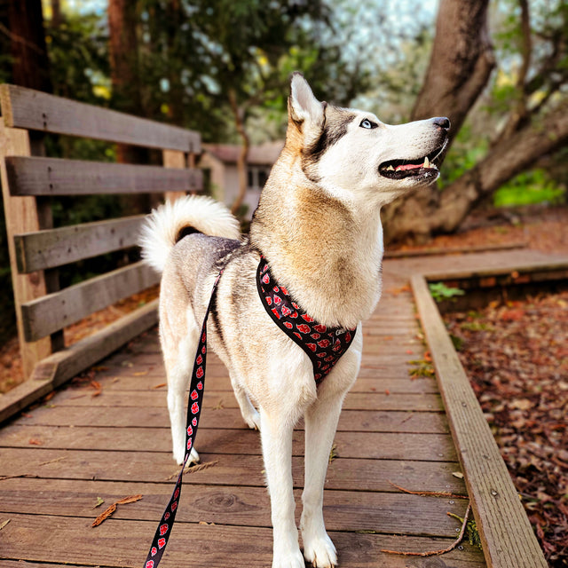 Kira, a Huskywearing Pawsonify