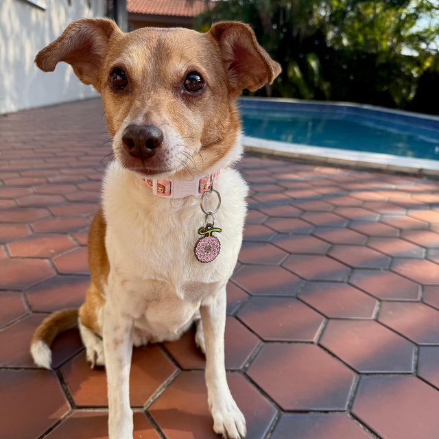 Mia, a Chihuahuawearing Pawsonify
