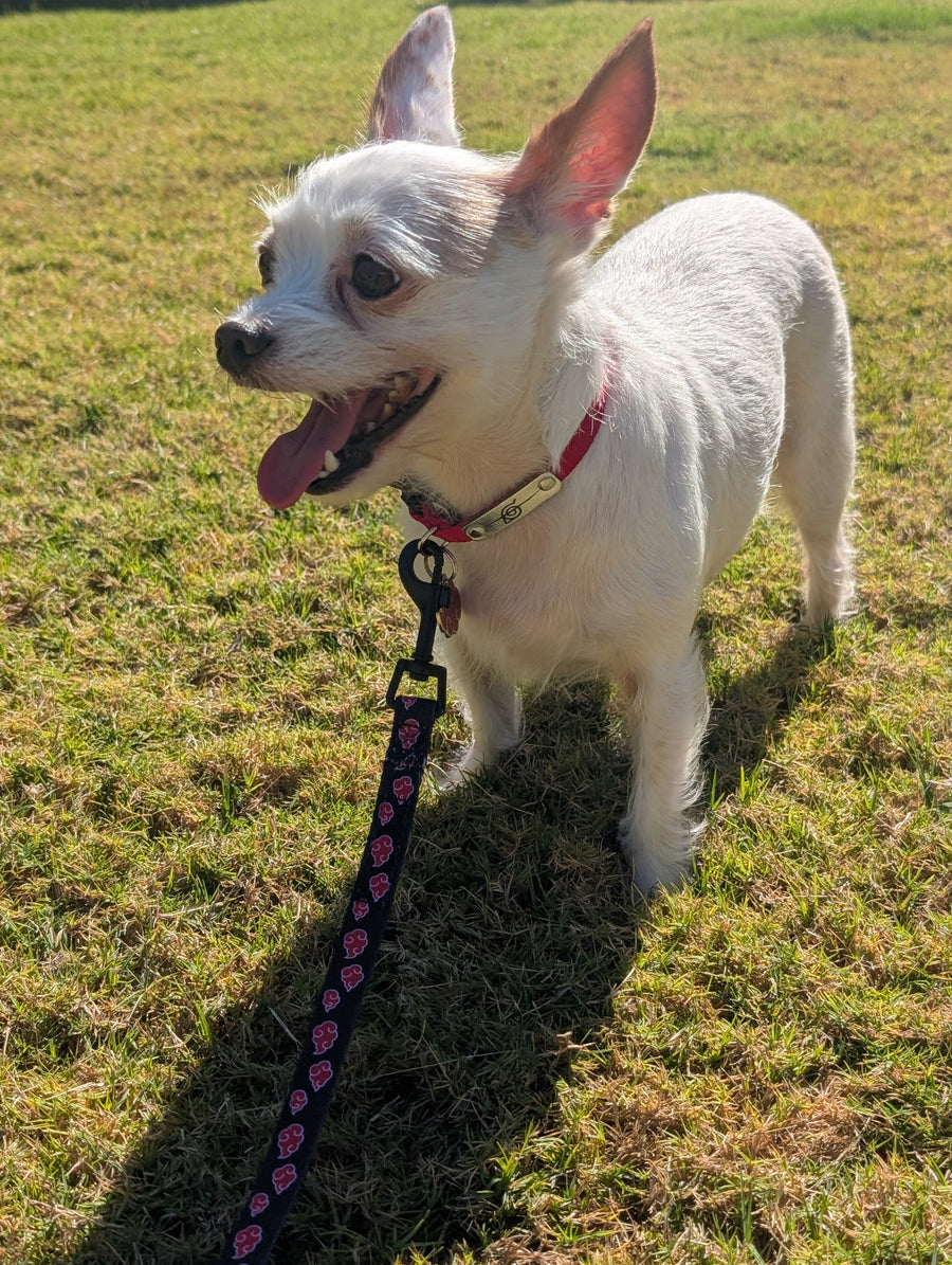 Dumbo